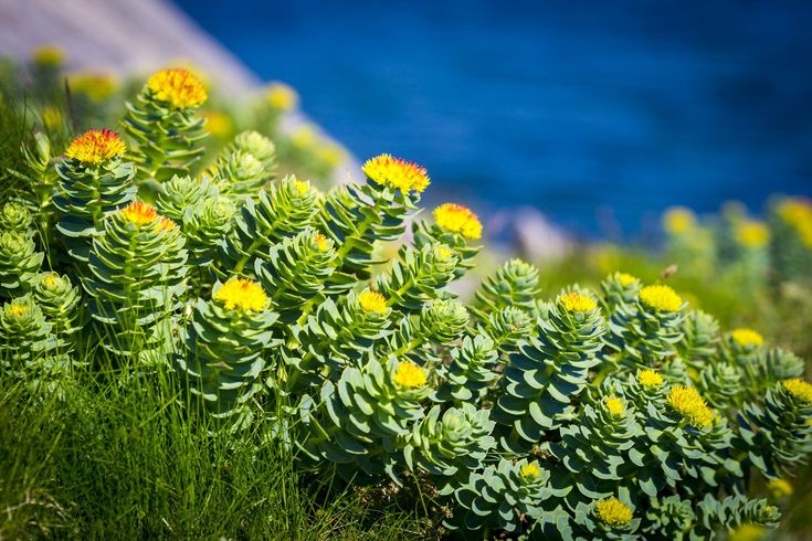 Brain Health Supplements Longevity
