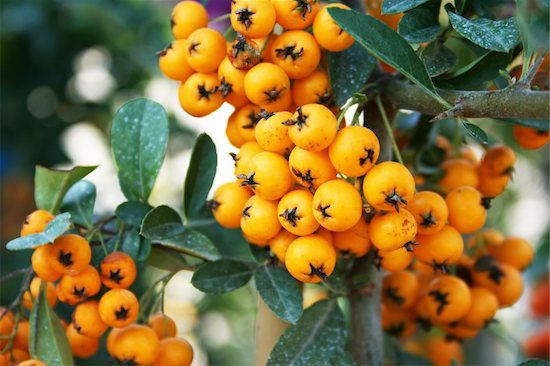 Brain Health Supplements Longevity