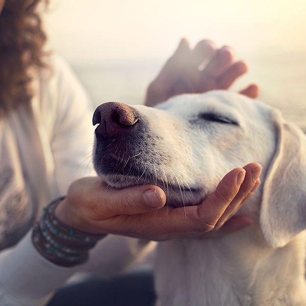 The Role Of Pets In Aging Gracefully