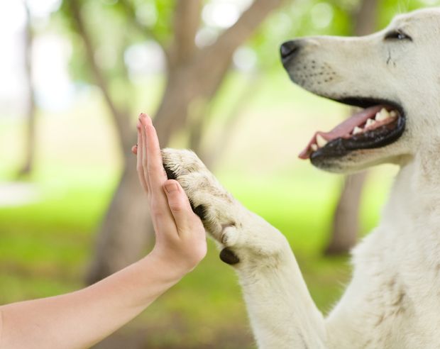 The Role Of Pets In Aging Gracefully